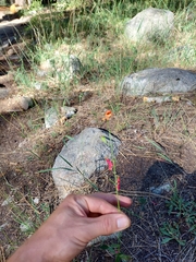 Penstemon rostriflorus