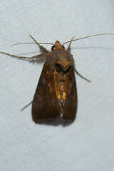 Argyrogramma verruca