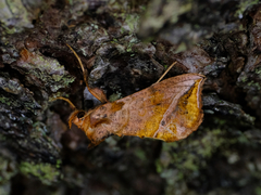 Pseudeva purpurigera