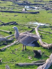 Cereopsis novaehollandiae