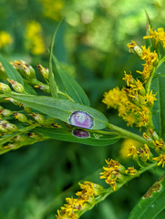 Asteromyia carbonifera