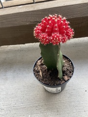 Gymnocalycium