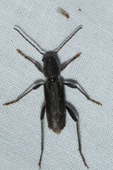 Xylotrechus sagittatus