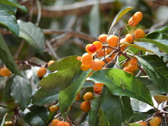 Pittosporum ferrugineum