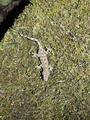 Gekko cib