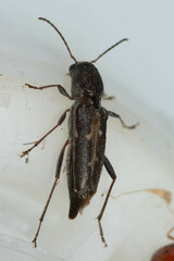 Xylotrechus sagittatus