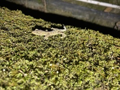 Gekko cib