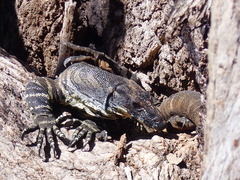 Varanus varius