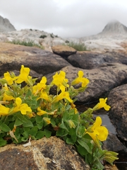 Erythranthe tilingii