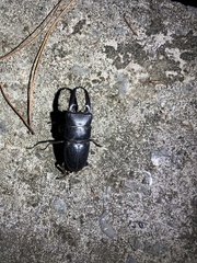 Serrognathus titanus platymelus