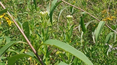 Hasteola suaveolens