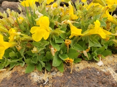 Erythranthe tilingii