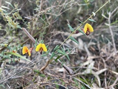 Bossiaea