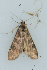 Nomophila nearctica