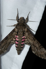Agrius cingulata