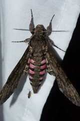 Agrius cingulata