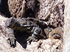 Varanus varius