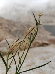 Silene sargentii