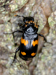 Nicrophorus orbicollis