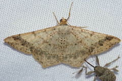 Psamatodes abydata