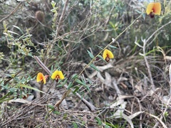 Bossiaea