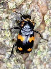 Nicrophorus orbicollis