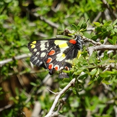Delias aganippe