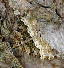 Euphyia intermediata