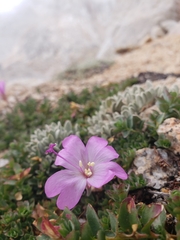 Epilobium obcordatum