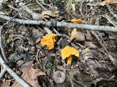 Cantharellus minor