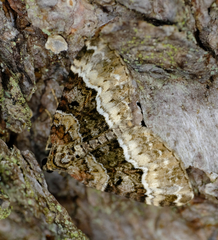 Euphyia intermediata