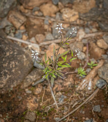 Polygala paniculata