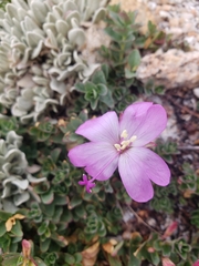 Epilobium obcordatum
