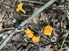 Cantharellus minor