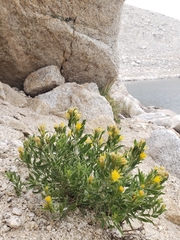 Ericameria discoidea