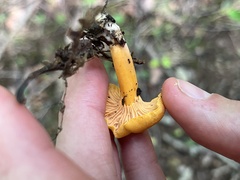 Cantharellus minor