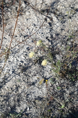 Cephalaria uralensis