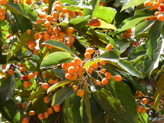 Pittosporum ferrugineum