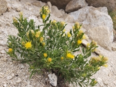 Ericameria discoidea