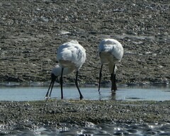 Platalea regia