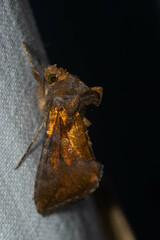 Argyrogramma verruca