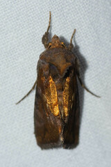 Argyrogramma verruca