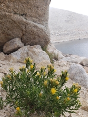 Ericameria discoidea