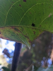 Trigonopterus