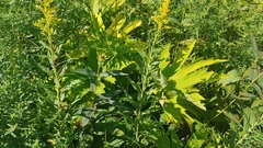 Napaea dioica