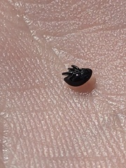 Trigonopterus