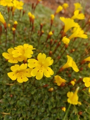 Erythranthe primuloides
