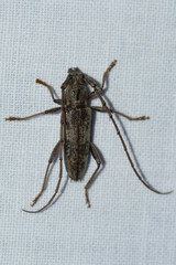 Elaphidion mucronatum