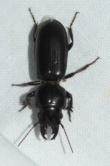 Scarites subterraneus