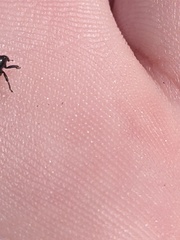 Trigonopterus